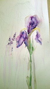 unfinished irises and lavenders